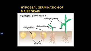 HYPOGEAL GERMINATION IN MAIZE GRAIN [upl. by Banwell]