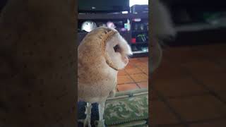 Quincy the barn owl likes to talk [upl. by Aguayo]