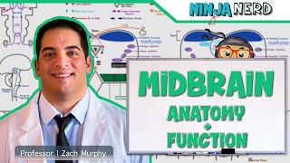 Neurology  Midbrain Anatomy amp Function [upl. by Losiram]