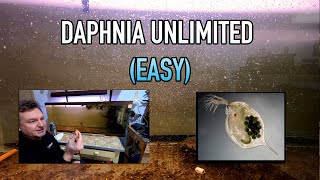 How I Raise Daphnia Water Fleas And You Can Too [upl. by Cahan944]