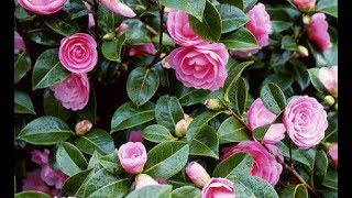 How to grow Camellia plant  how to care Camellia plant [upl. by Assiralk448]