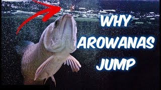 Why Arowana JUMP and How to PREVENT INJURY [upl. by Sucerdor885]