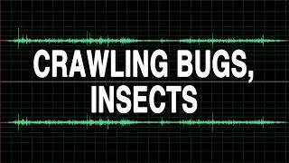 Crawling bugs Insects sound effect [upl. by Caruso458]