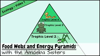 Food Webs and Energy Pyramids Bedrocks of Biodiversity [upl. by Ainafets765]