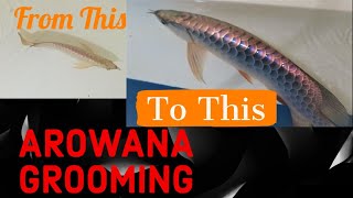 How to groom your Arowana The initial Stage [upl. by Lrub]