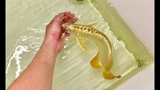 8 Super Gold Arowana Fish  Beautiful 24K Golden Head Arowana [upl. by Loella]