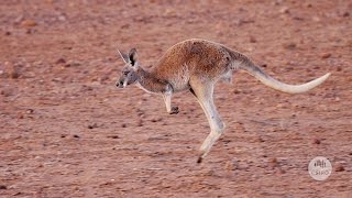 Australias Marsupials [upl. by Irakuy]