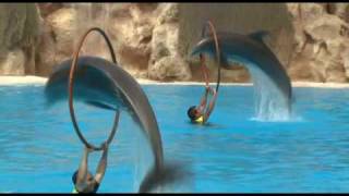 Delfines  Loro Parque [upl. by Prissy22]