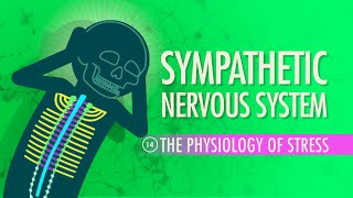 Sympathetic Nervous System Crash Course Anatomy amp Physiology 14 [upl. by Diana]