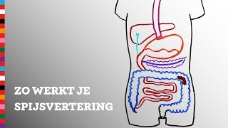 Hoe werkt je spijsvertering  Voedingscentrum [upl. by Lletnwahs]