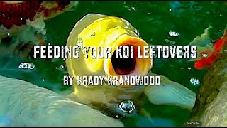 Feeding Your Koi Leftovers amp Natural Foods [upl. by Louls528]