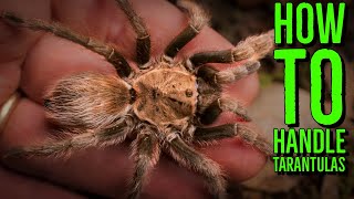 Top 10 Tarantulas To Handle How To Hold a Spider [upl. by Nitniuq]