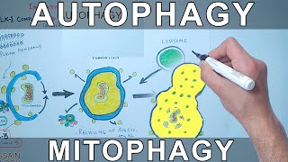 Autophagy Mechanism  Mitophagy [upl. by Aerb]