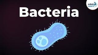 Introduction to Bacteria  Microorganisms  Biology  Dont Memorise [upl. by Enimsaj]