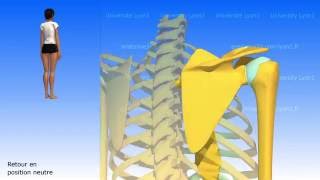 La escápula Los movimientos de la escápula [upl. by Yate]