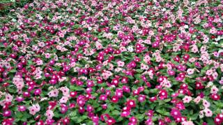 Caring for Annual Vinca [upl. by Quackenbush]