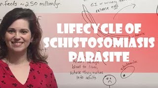 Lifecycle of Schistosomiasis Parasite [upl. by Ingham]