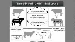 How seed breeding works [upl. by Etnaid]