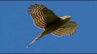 Sparrowhawk Bird Call Bird Song [upl. by Arykahs987]