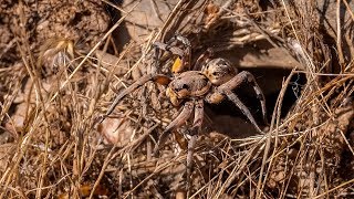 The quotOriginalquot Tarantula  Tarantula Wolf Spider Lycosa tarantula [upl. by Kroll]