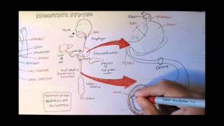 Digestive System Anatomy [upl. by Odarnoc385]