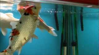 Hints on How to Feed Koi Fish [upl. by Henrietta]