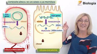 43Biología La expresión génica [upl. by Ynnahc]