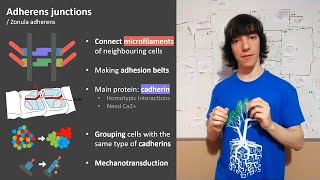 Adherens Junctions Structure and functions [upl. by Gaile]