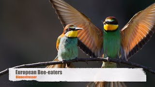 European Beeeaters Merops apiaster  Bienenfresser [upl. by Corson]