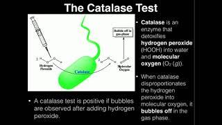 Microbiology Catalase Test [upl. by Mcgrath899]