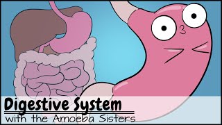 Digestive System [upl. by Hotchkiss]