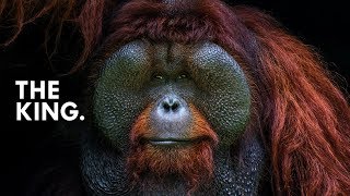 Orangutan King of the Treetops [upl. by Psyche]