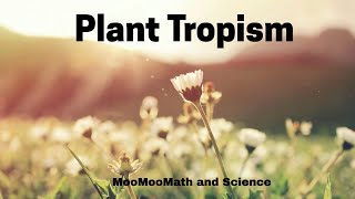 Plant Tropism [upl. by Margaretta767]