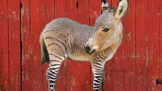 THE ZONKEY  HYBRID ANIMALS [upl. by Jereme]