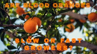 The Fast Growing Blood Orange Tree  Clearing Up Misrepresentations bloodorange citruscare [upl. by Aivyls724]