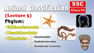 Animal Classification Lecture 5  Echinodermata Hemichordata chordata  Class 10 SSC  state board [upl. by Rasla906]