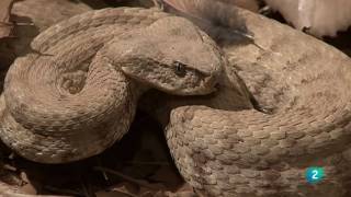 Grandes DocumentalesAlamto el paraíso de los reptiles [upl. by Downs314]