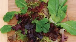 How To Plant amp Grow Lettuce [upl. by Nelad]