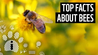 Top 10 Facts About Bees  Animal Fun Facts  WWF [upl. by Joyan]