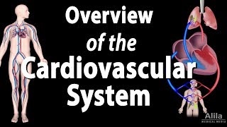 Cardiovascular System Overview Animation [upl. by Nytnerb]