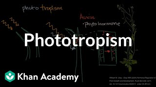 Phototropism  Plant Biology  Khan Academy [upl. by Drof442]