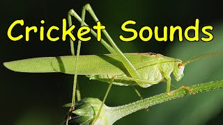 Cricket Sounds 3 different sounds [upl. by Eppie226]