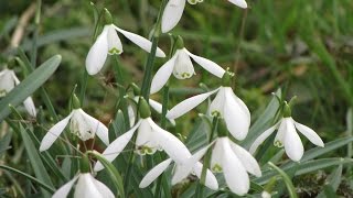 Snowdrops [upl. by Affay595]