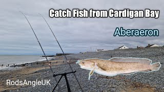 Catch Fish from Cardigan Bay ABERAERON [upl. by Patterson]