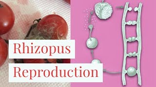 RhizopusReproduction Leaving Cert BiologyLeaving Cert Biology Fungi [upl. by Navonod]