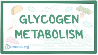 Glycogen metabolism [upl. by Anrak]