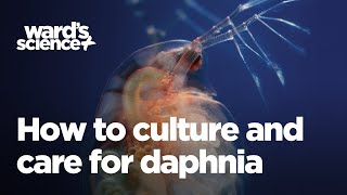 Caring and Culturing for Daphnia [upl. by Karlise169]