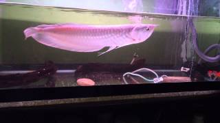 Feeding Silver Arowana [upl. by Kriss]