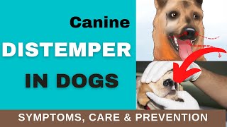 How to Recognize Distemper Symptoms in Dogs TREATMENT amp PREVENTION [upl. by Vi]