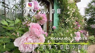 【ガーデニング】「大人気個人庭シリーズ」センス溢れるおしゃれすぎるバラの庭【ガーデナー】【薔薇】 [upl. by Brandwein847]